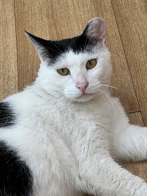 깜비의 추모 사진