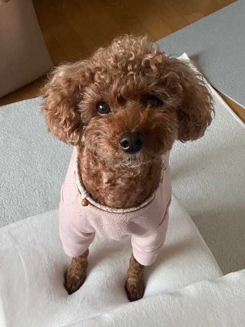 쁑이의 추모 사진
