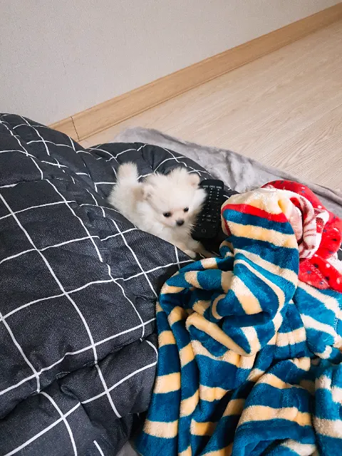 강로이의 추모 사진