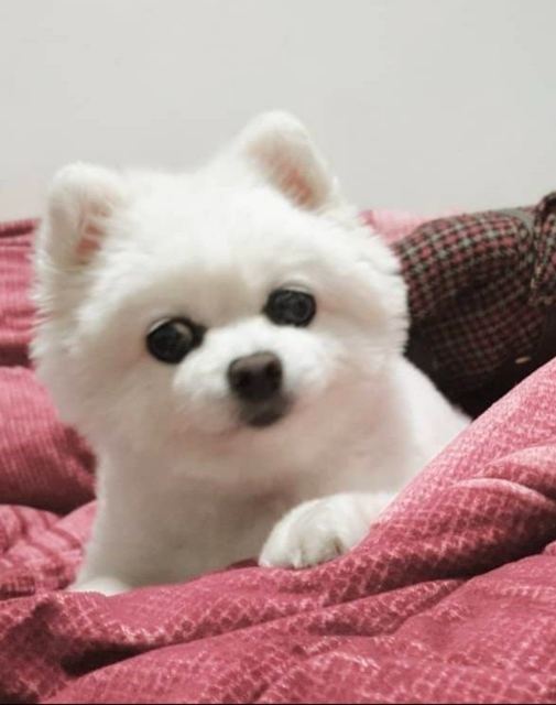 앙뚜의 추모 사진