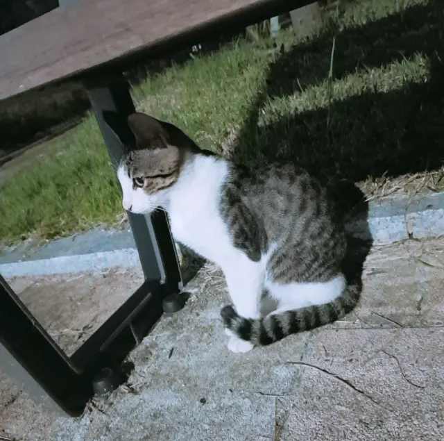 둘째 (깐냥이)의 추모 사진