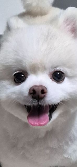 뽀송이의 추모 사진