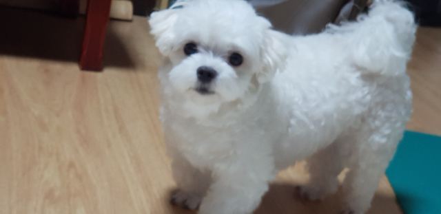 임보리의 추모 사진