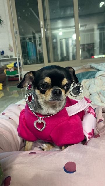 백억이의 추모 사진