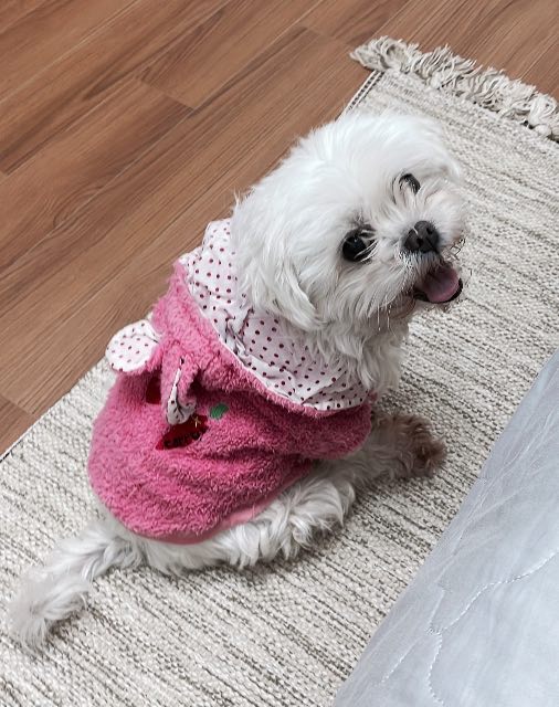하니의 추모 사진