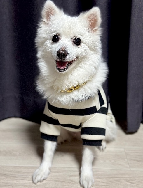 두부의 추모 사진