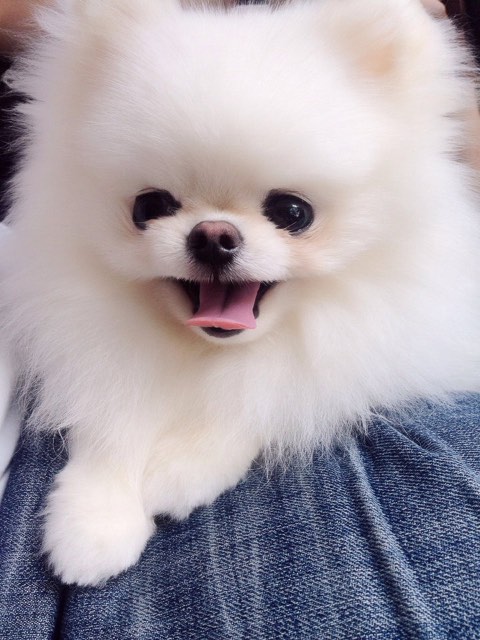 둡이둡이🤍의 추모 사진