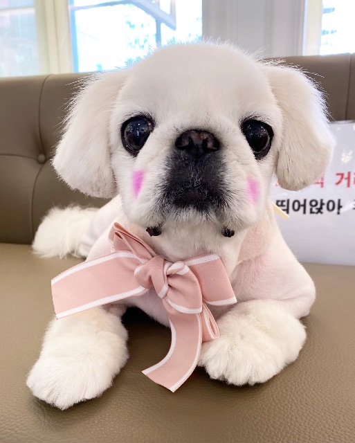 공주❤️의 추모 사진