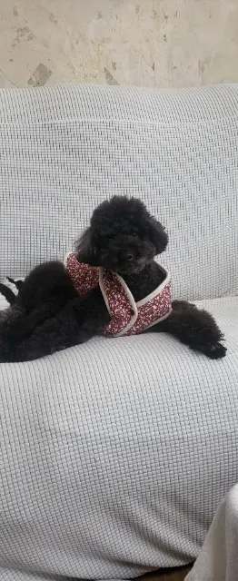 곰곰이의 추모 사진