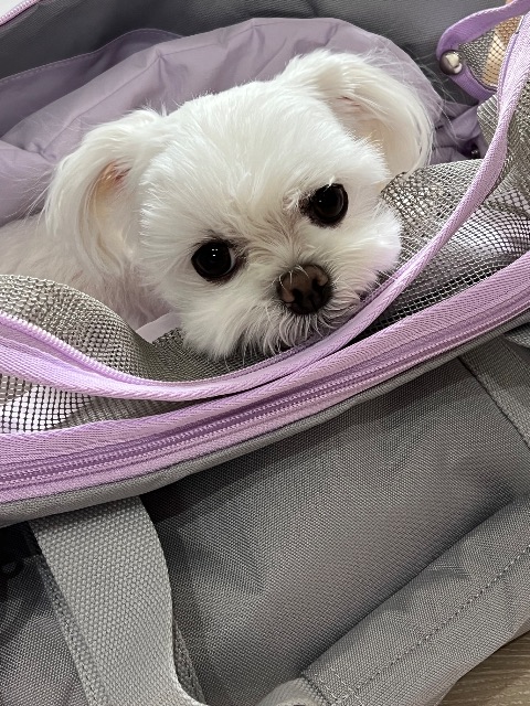 뽀미의 추모 사진