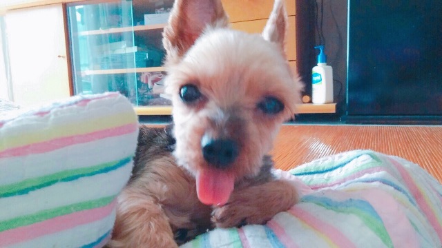 미미의 추모 사진
