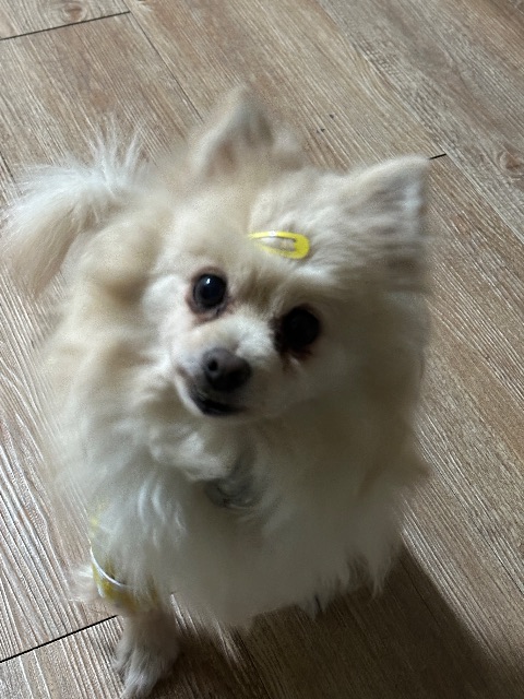 봄이의 추모 사진