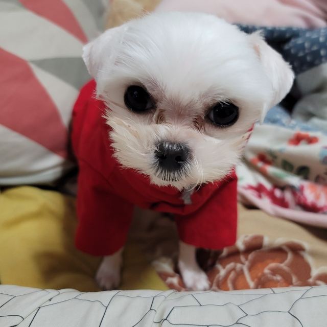 찌노의 추모 사진