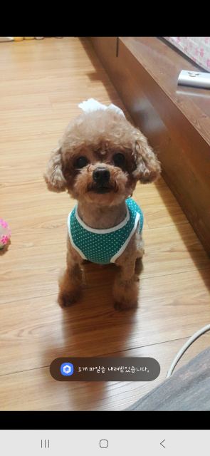 칠성의 추모 사진