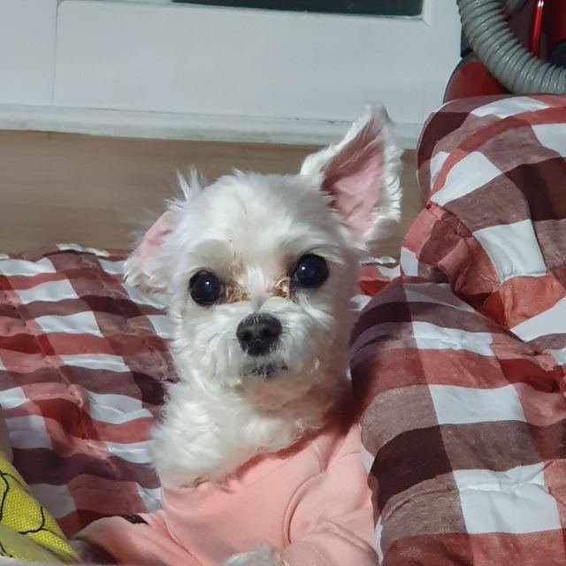 봄이의 추모 사진