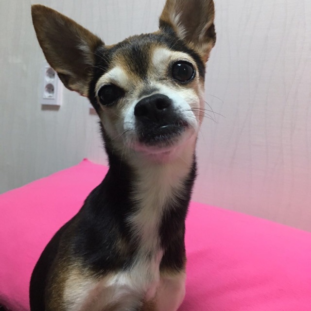 🎀깜순이🎀의 추모 사진