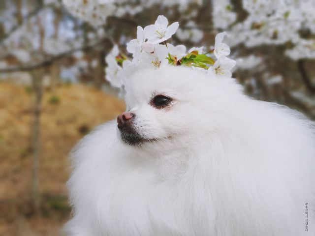 뽀송의 추모 사진