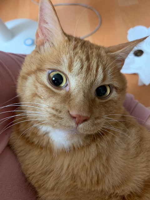 천사 다비❤️의 추모 사진