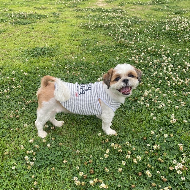 초롱이의 추모 사진