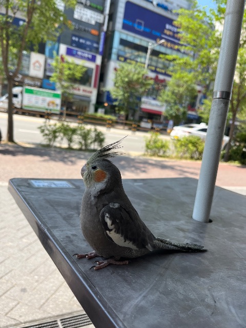 별이의 추모 사진