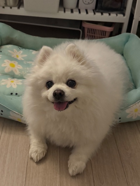슈슈의 추모 사진