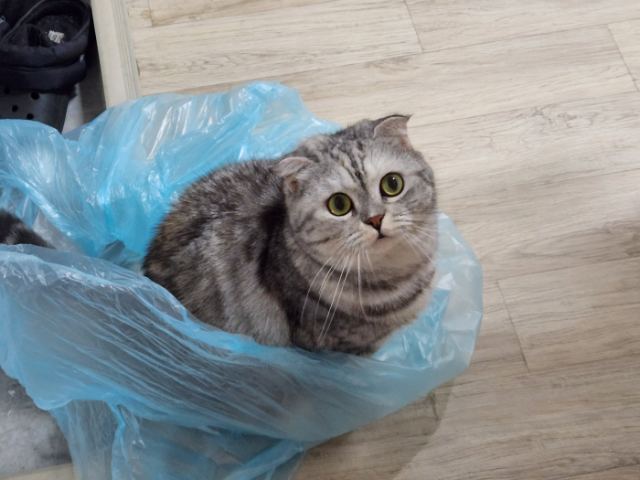 포도🍇의 추모 사진