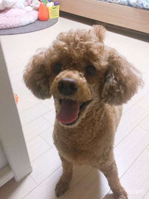 해피의 추모 사진
