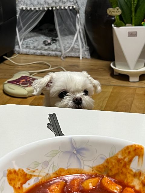 홍시의 추모 사진