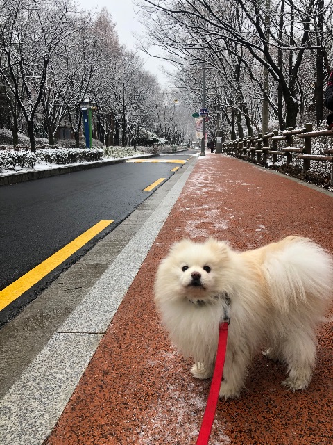팡팡의 추모 사진