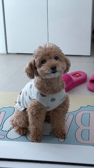 프레의 추모 사진
