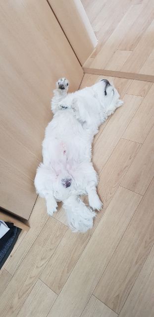 쭈글이의 추모 사진