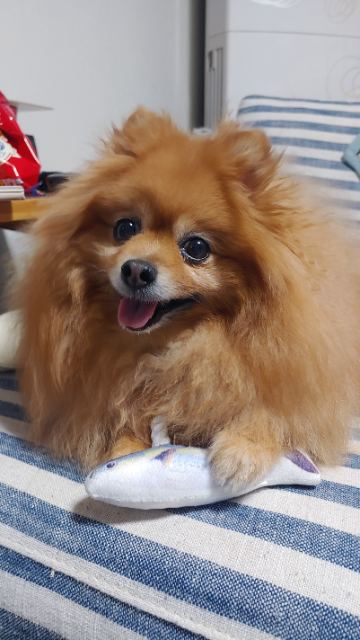 캔디의 추모 사진