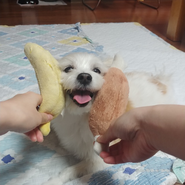 돌돌이의 추모 사진