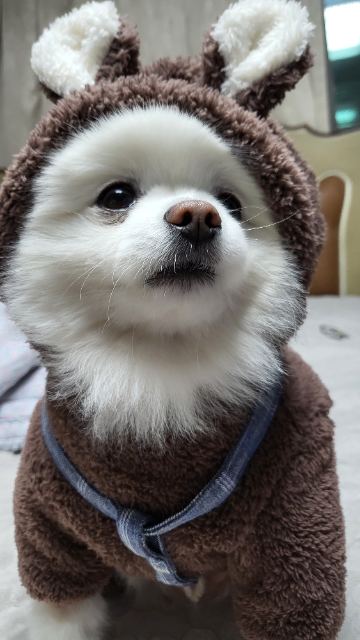 두부의 추모 사진