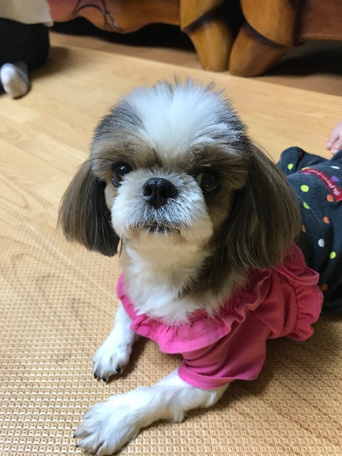 샤니의 추모 사진