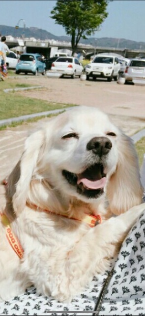 구슬이의 추모 사진