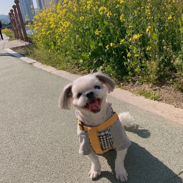 뚱이의 추모 사진