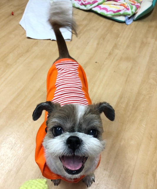 모카의 추모 사진