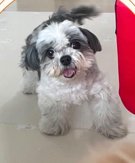 태지의 추모 사진