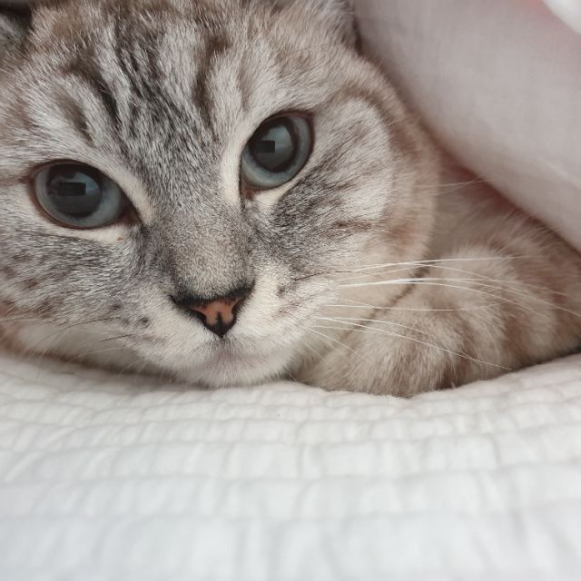하나의 추모 사진