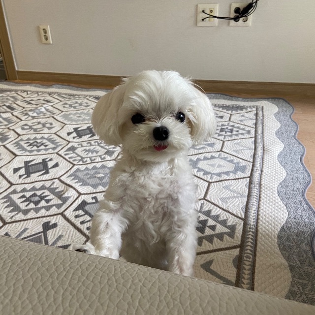 복실이의 추모 사진