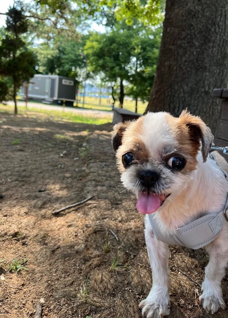 쫑이🐶의 추모 사진
