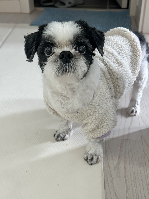호두🐶의 추모 사진