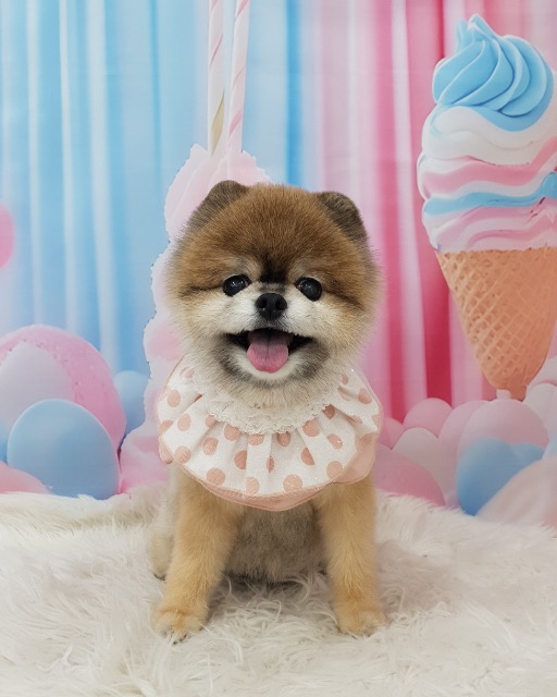 다롱이의 추모 사진