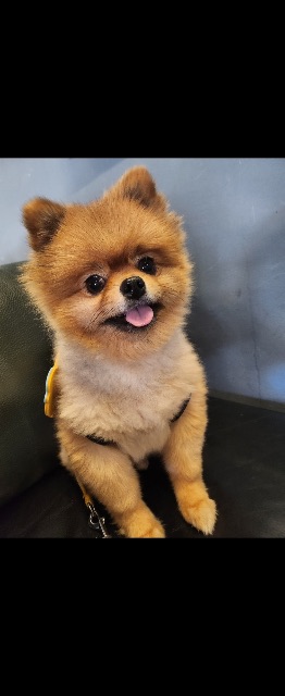 꼬미의 추모 사진