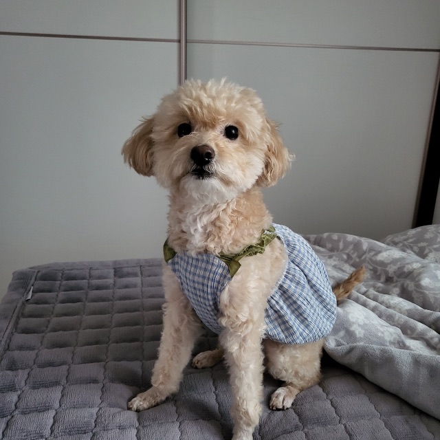 송꼬미의 추모 사진