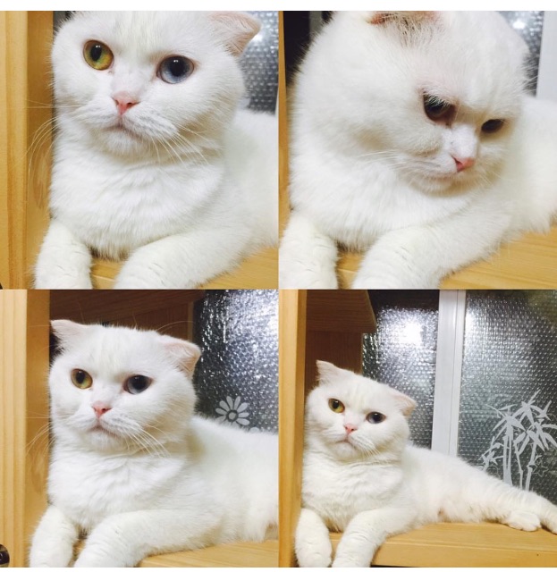베베의 추모 사진