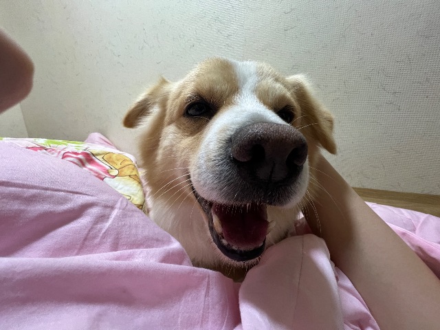 심몽이의 추모 사진