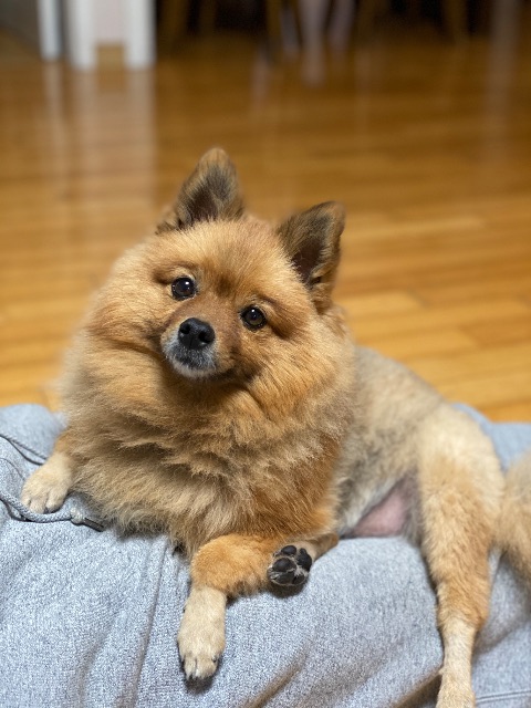 까망이의 추모 사진