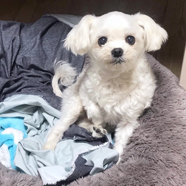 빈의 추모 사진